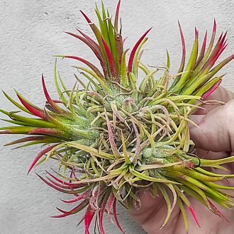 Tillandsia Ionantha Maxima Carousel