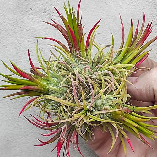 Tillandsia Ionantha var. Carousel