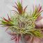 Tillandsia Ionantha Maxima Carousel