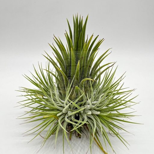 Tillandsia Ionantha Maxima Carousel