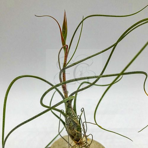 Tillandsia Butzii XL