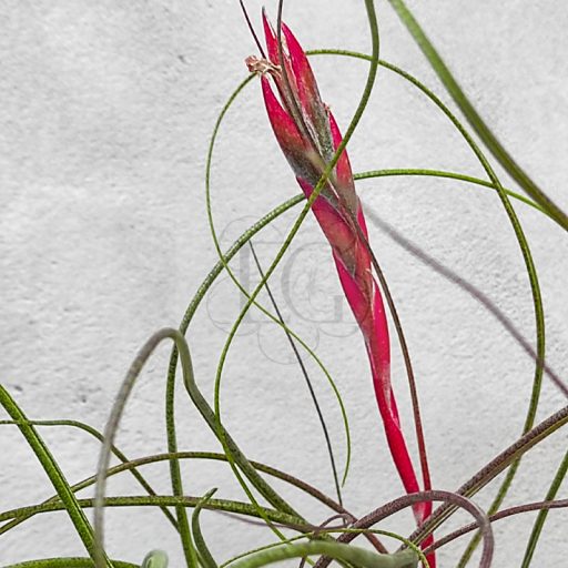 Tillandsia Butzii XL