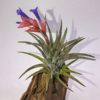Tillandsia Neglecta Rubra