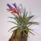 Tillandsia Neglecta Rubra