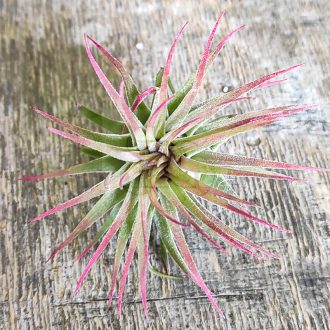 Tillandsia Ionantha var. Rubra Peach