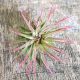 Tillandsia Ionantha var. Rubra Peach L