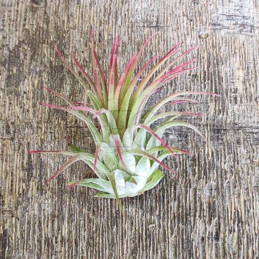 Tillandsia Ionantha var. Rubra Peach