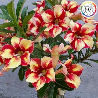Adenium obesum "Jandara" (590)