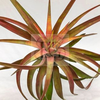 Tillandsia Brachycaulos var. Multiflora/L
