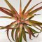 Tillandsia Brachycaulos var. Multiflora/L