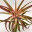 Tillandsia Brachycaulos var. Multiflora/L