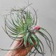 Tillandsia Houston Cotton Candy/L