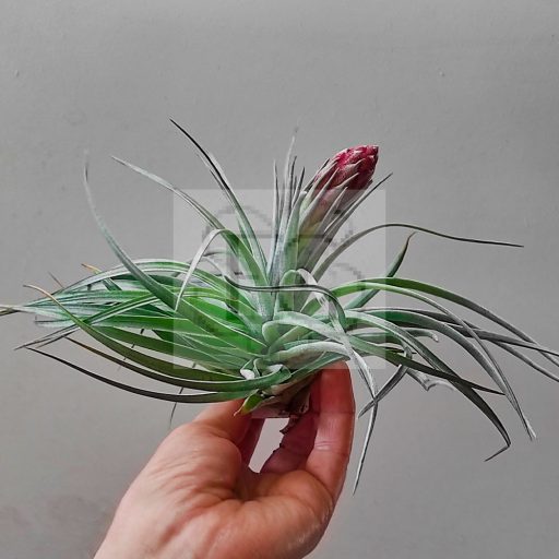 Tillandsia Houston Cotton Candy/L