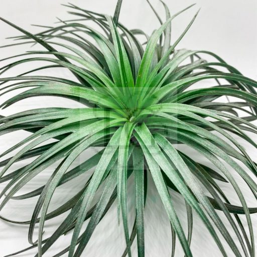 Tillandsia Houston Cotton Candy/L