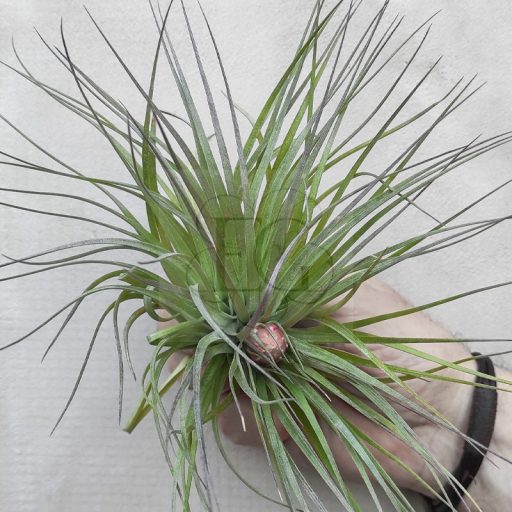 Tillandsia Houston Cotton Candy/L