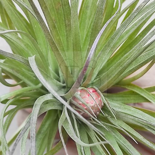 Tillandsia Houston Cotton Candy/L