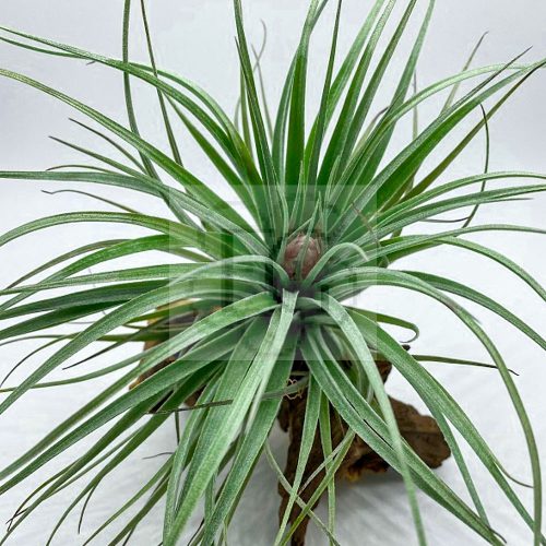 Tillandsia Houston Cotton Candy