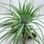 Tillandsia Houston Cotton Candy