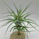 Tillandsia Albida