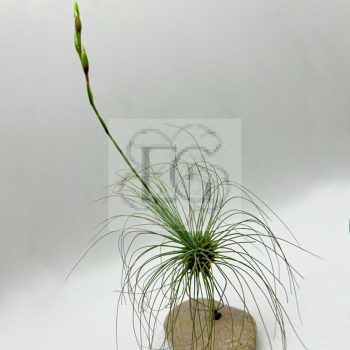 Tillandsia Argantea var. fuchsii/L Tillandsia Argantea var. fuchsii/L
