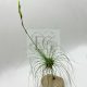 Tillandsia Argantea var. fuchsii