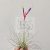Tillandsia argantea var. fuchsii
