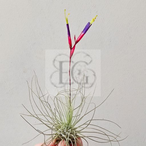 Tillandsia Argantea var. fuchsii/L