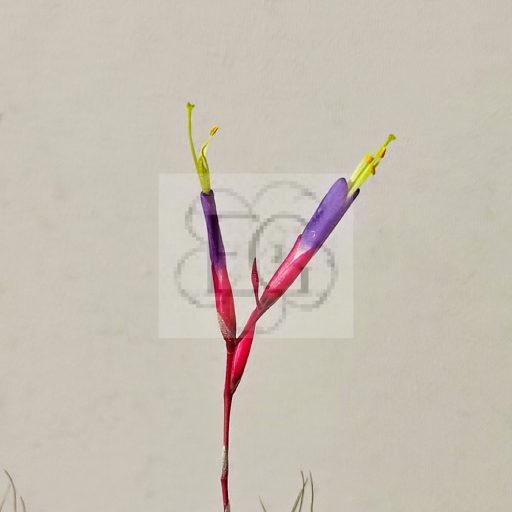 Tillandsia Argantea var. fuchsii/L