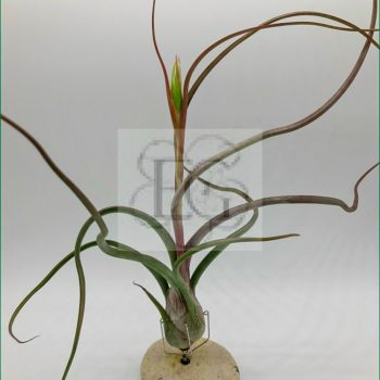 Tillandsia Baileyi M Tillandsia Baileyi M