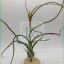 Tillandsia Baileyi M