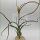 Tillandsia Baileyi M