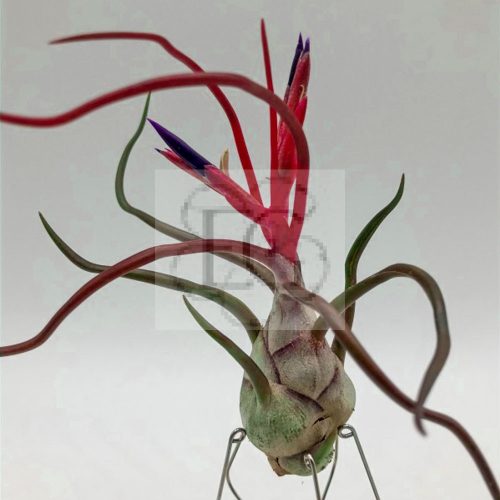 Tillandsia Bulbosa