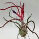 Tillandsia Bulbosa/M