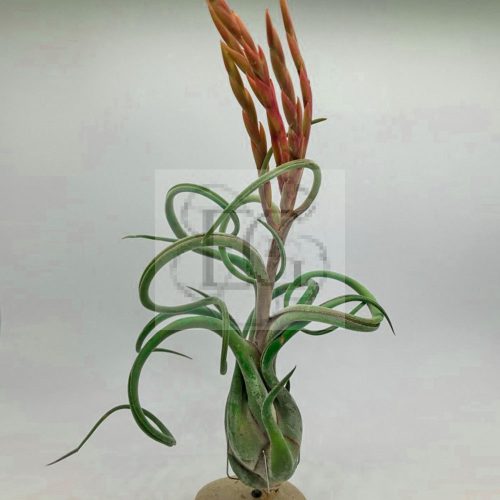 Tillandsia Caput Medusae/S