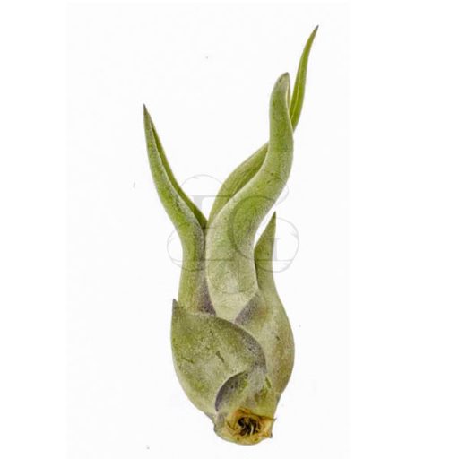 Tillandsia Caput Medusae/S