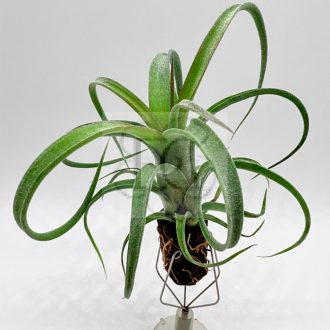Tillandsia Curly Slim/S