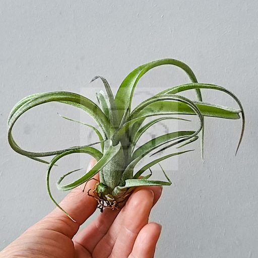 Tillandsia Curly Slim/S