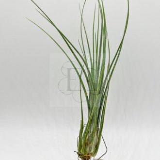 Tillandsia Disticha 