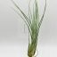 Tillandsia Disticha 