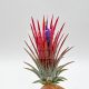 Tillandsia ionantha var. fuego L