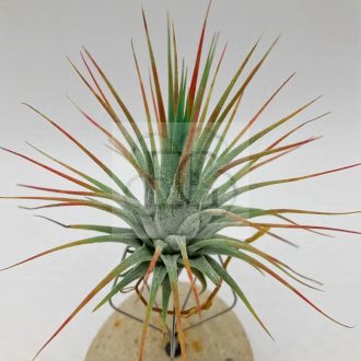 Tillandsia Ionantha var. Ionantha L
