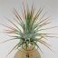 Tillandsia Ionantha var. Ionantha L