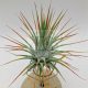 Tillandsia Ionantha var. Ionantha L