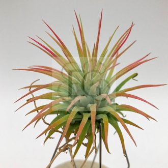 Tillandsia Ionantha var. rubra