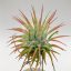 Tillandsia Ionantha var. rubra