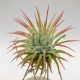 Tillandsia Ionantha var. rubra