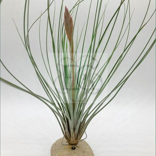 Tillandsia Juncea