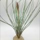 Tillandsia Juncea