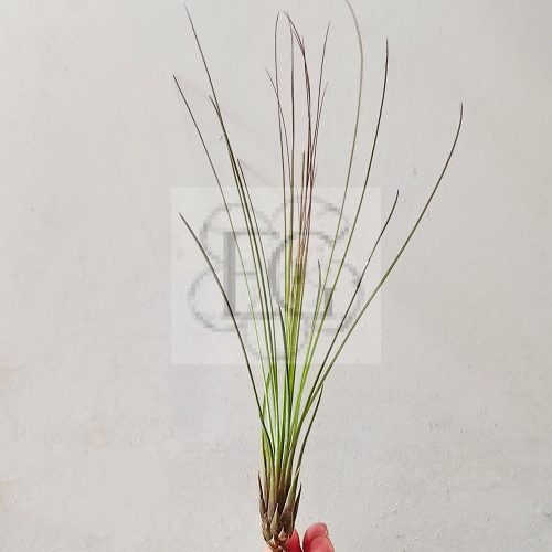 Tillandsia Juncifolia