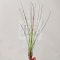Tillandsia Juncifolia